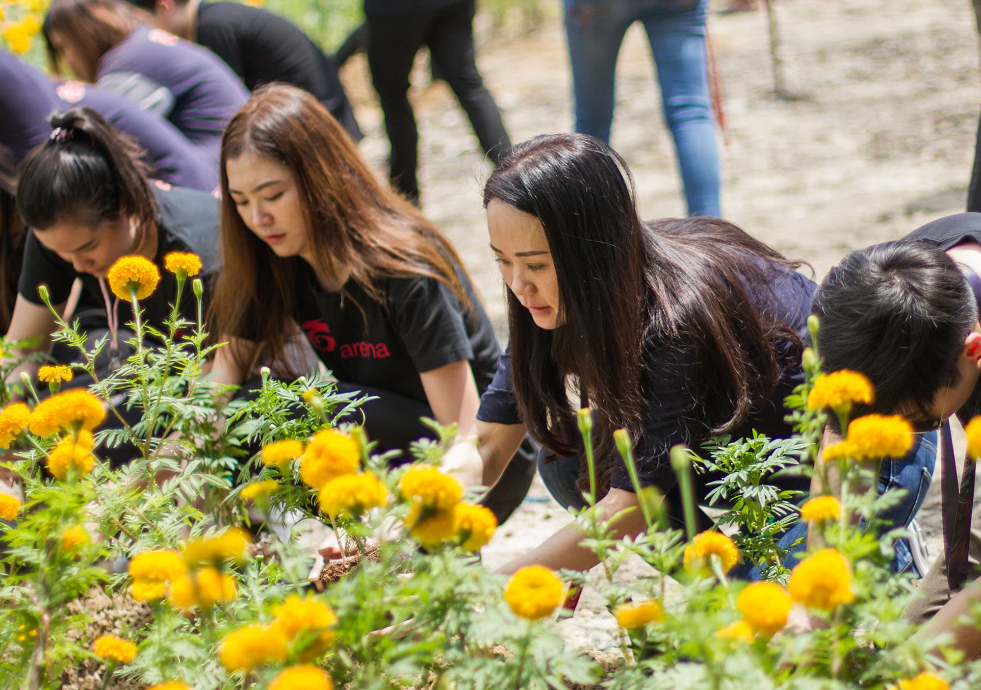 Sea Thailand representatives planted marigolds at Yat Ngeua Phraracha Park (1)